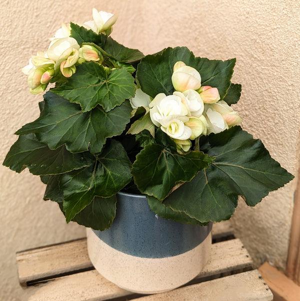 Clara Begonia Flower Pot